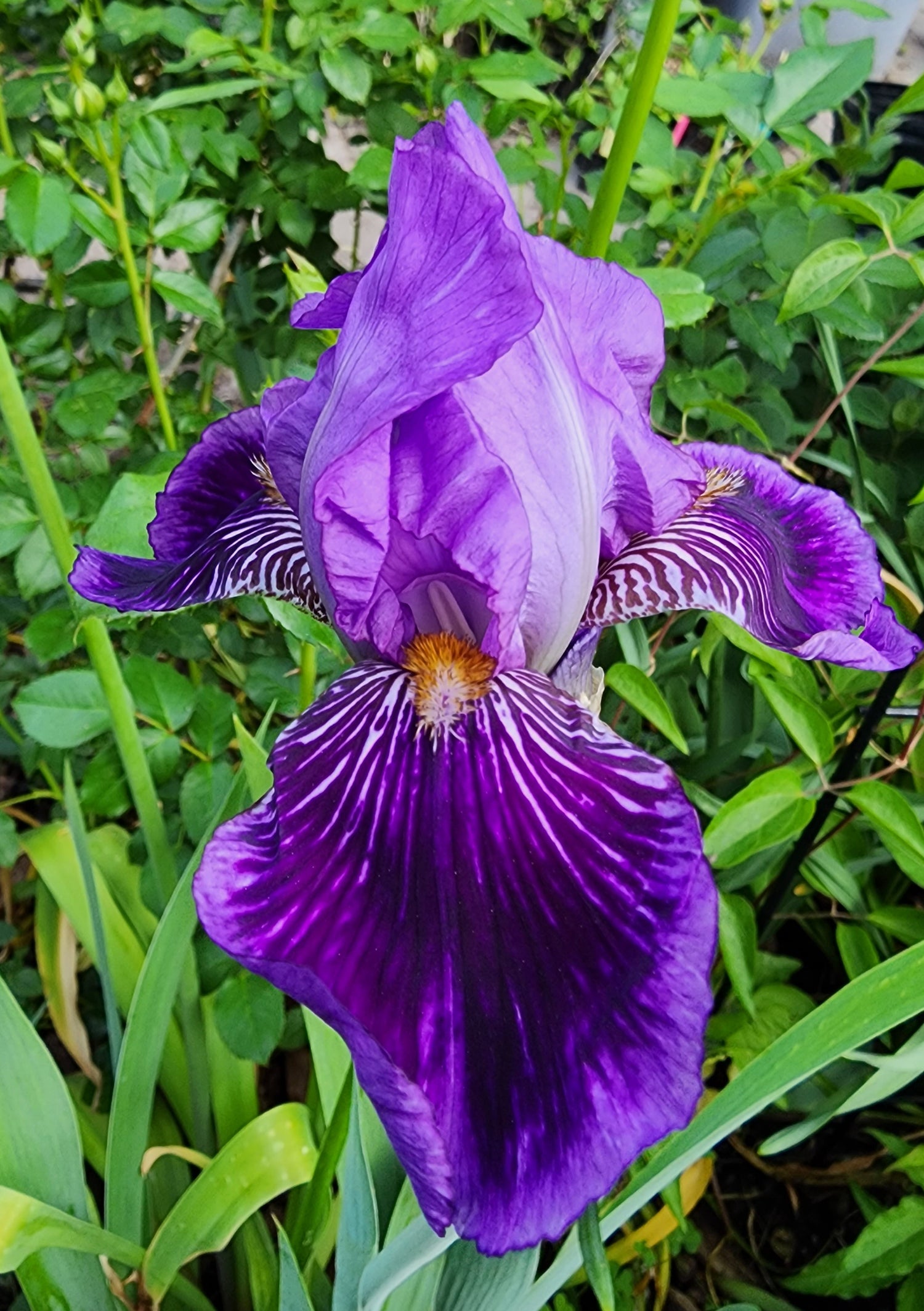 Irises