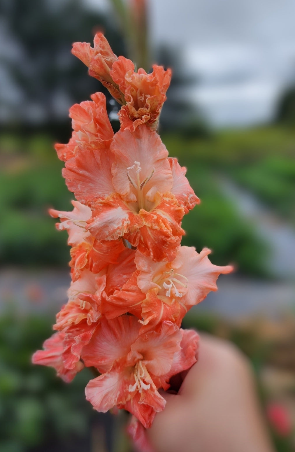 Gladiolus