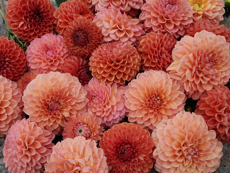 Gift Cards and Garden Tours