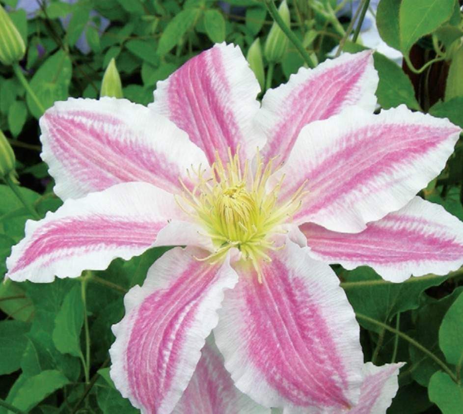 Clematis