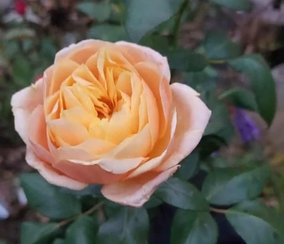 Spring Shipped Bare Root Roses