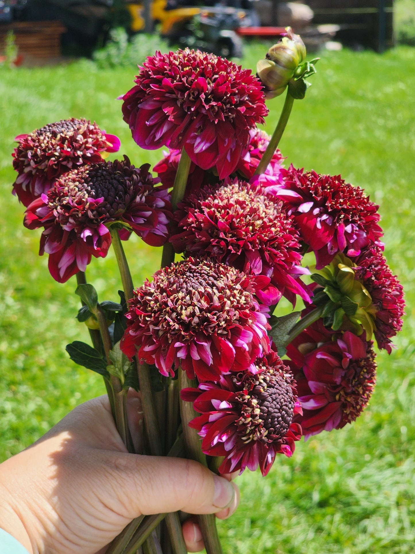 Rosie Raven (1 tuber)