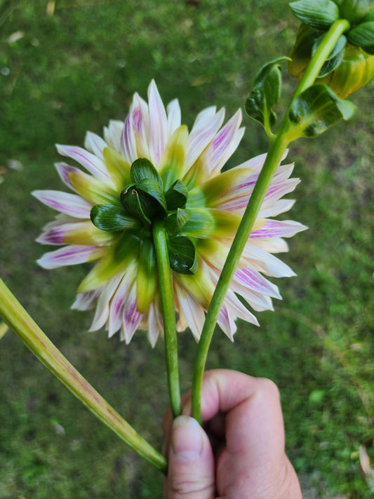 Café de Paris (1 tuber)