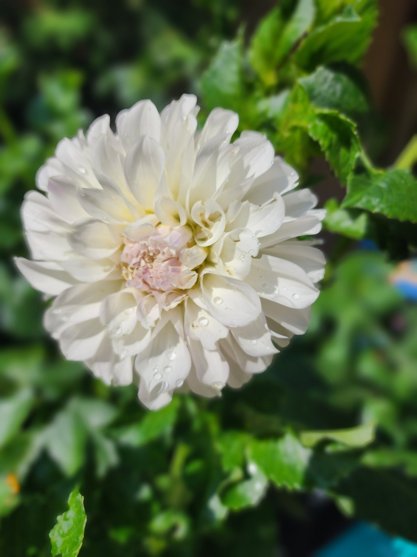 KA's® Bella Luna (1 tuber)