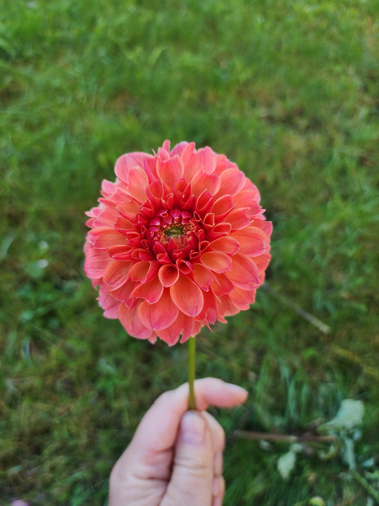 KA's® Blood Orange (1 tuber)