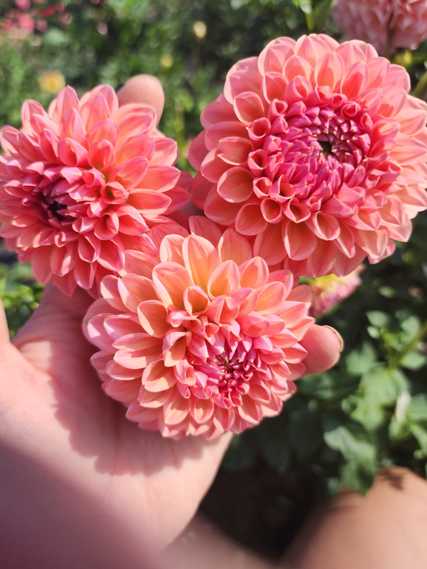 Jowey Nicky (1 tuber)