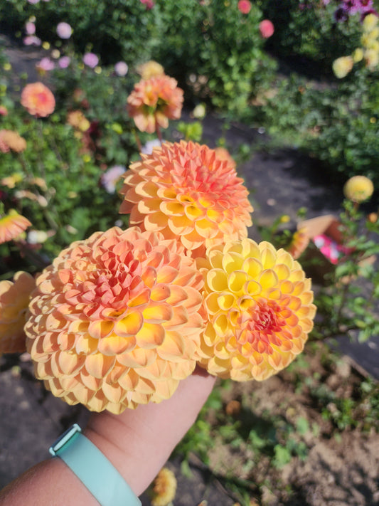 Blyton Softer Gleam (1 tuber)