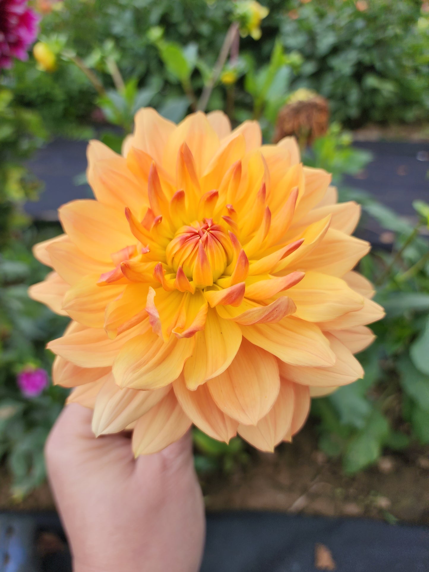 Autumn Sunset (1 tuber)