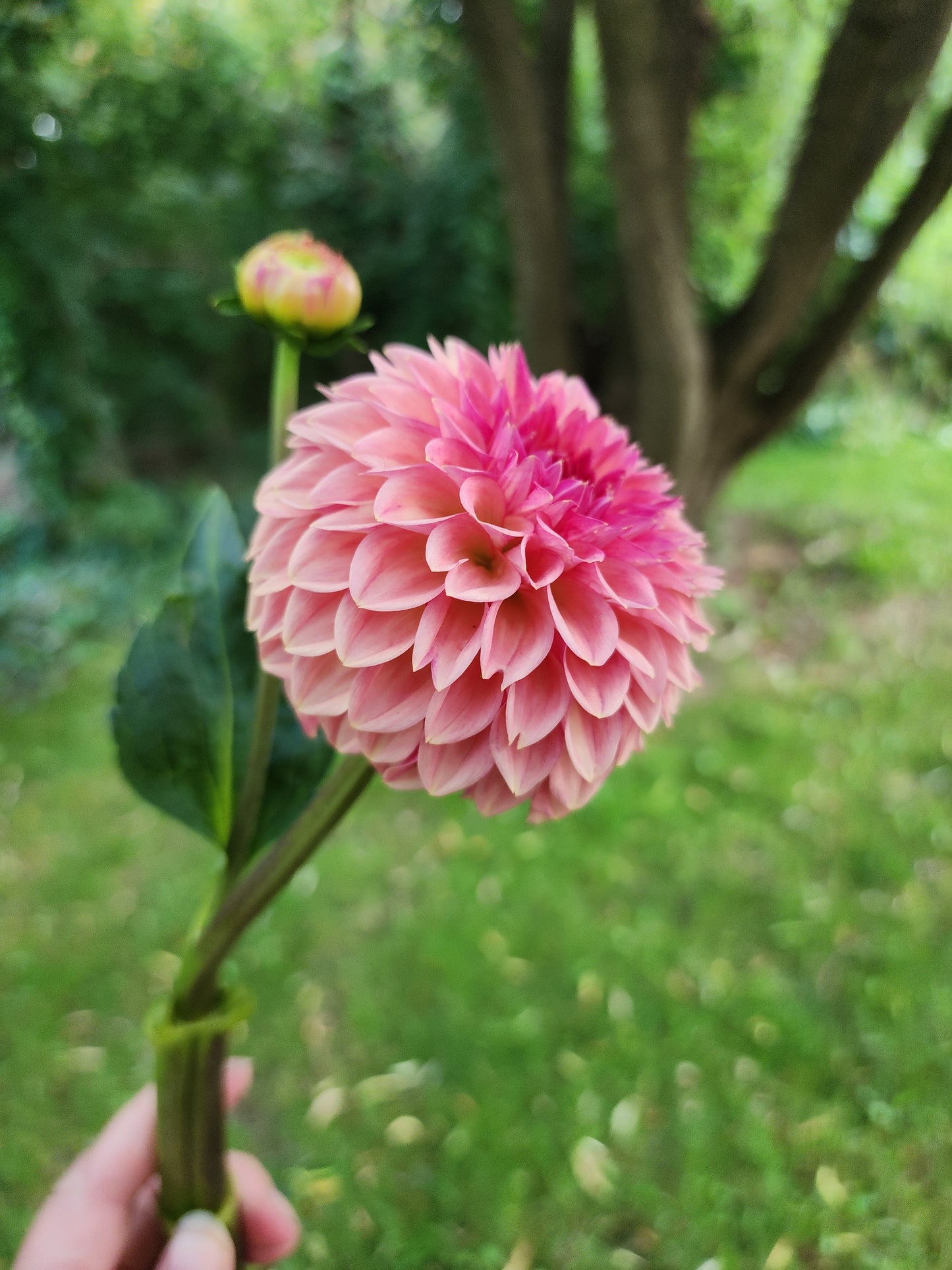 Toronto PICK UP ONLY KA's® Desert Rose (1 cutting)