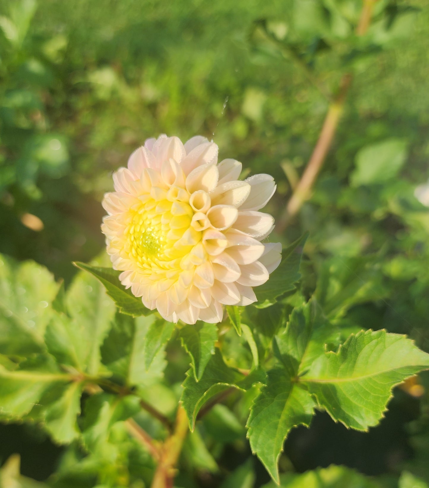 Toronto Pick up Only Hollyhill Bashful (1 tuber)