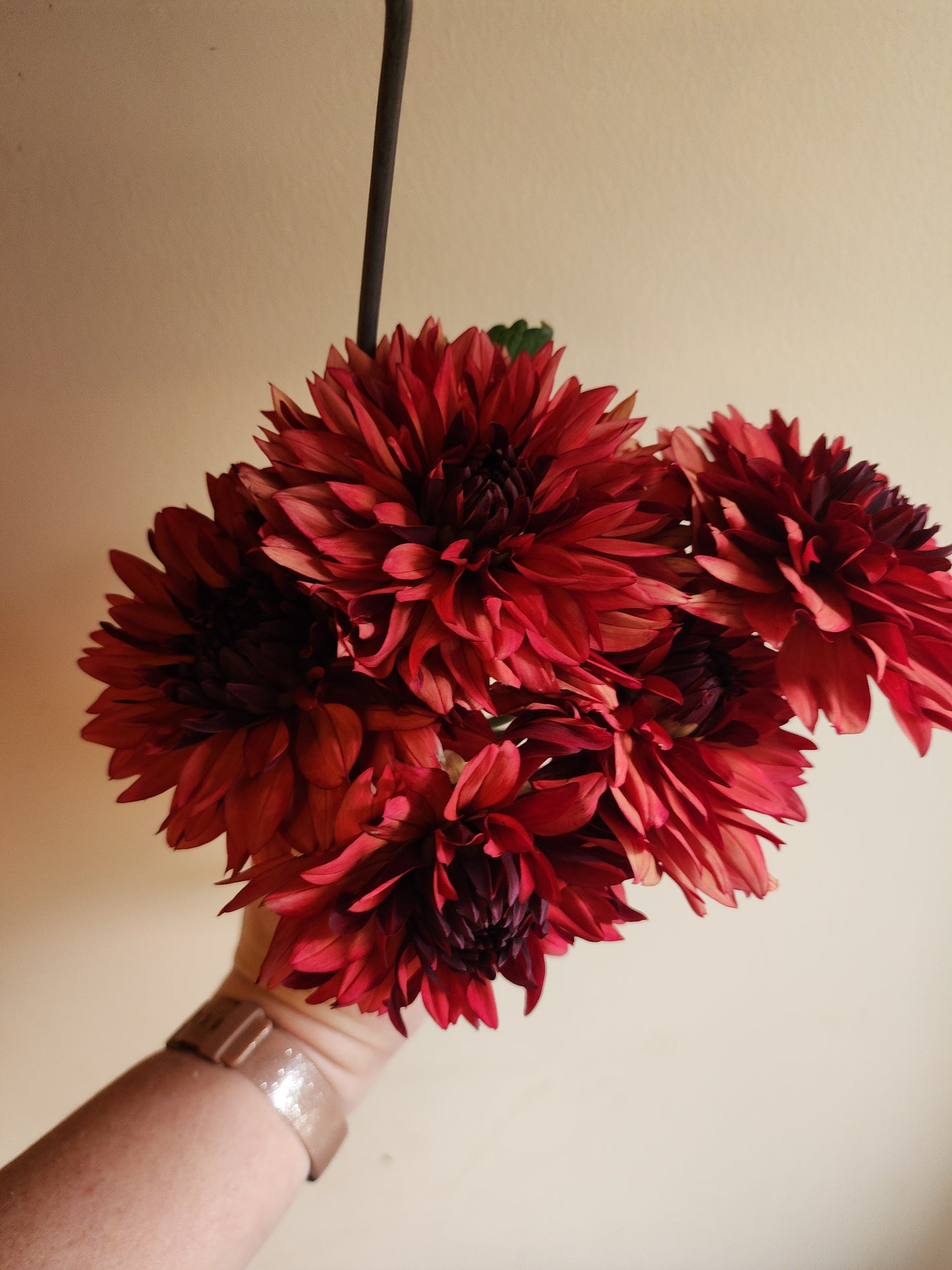 Missis Miley (1 tuber)