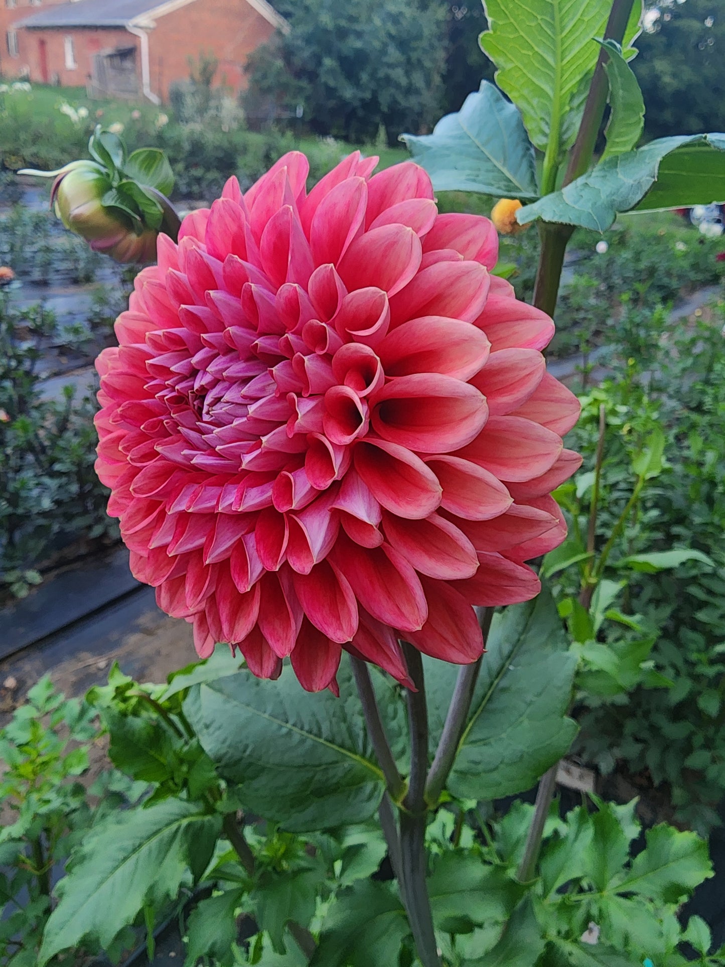 Lee's Coral Enigma (1 tuber)