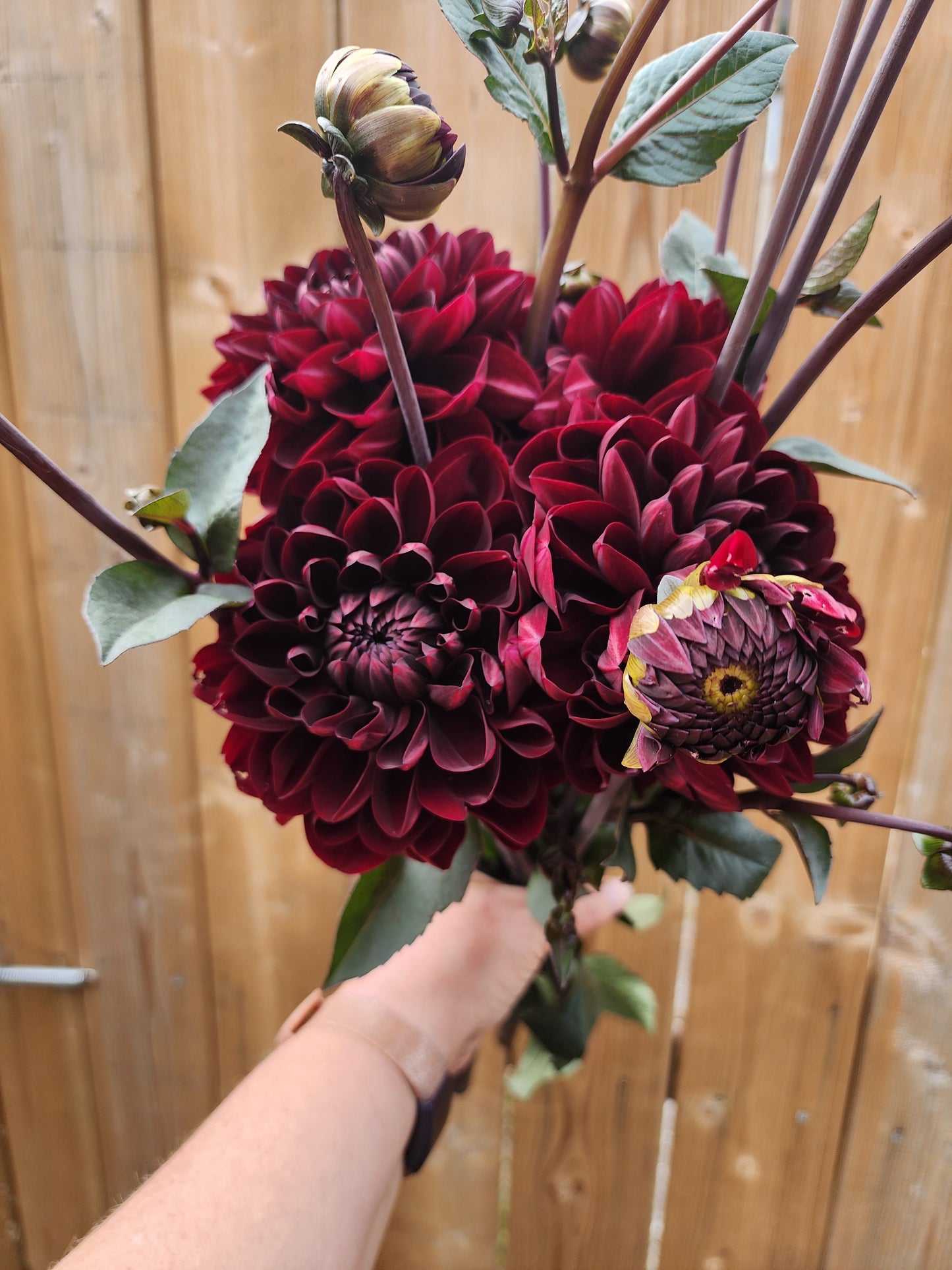 Manoa (1 tuber)