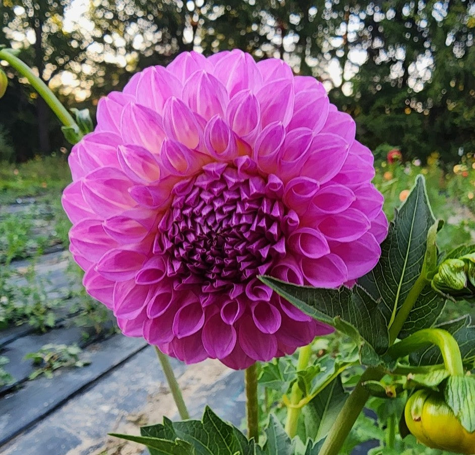 20th Ave Pure Prince (1 tuber)