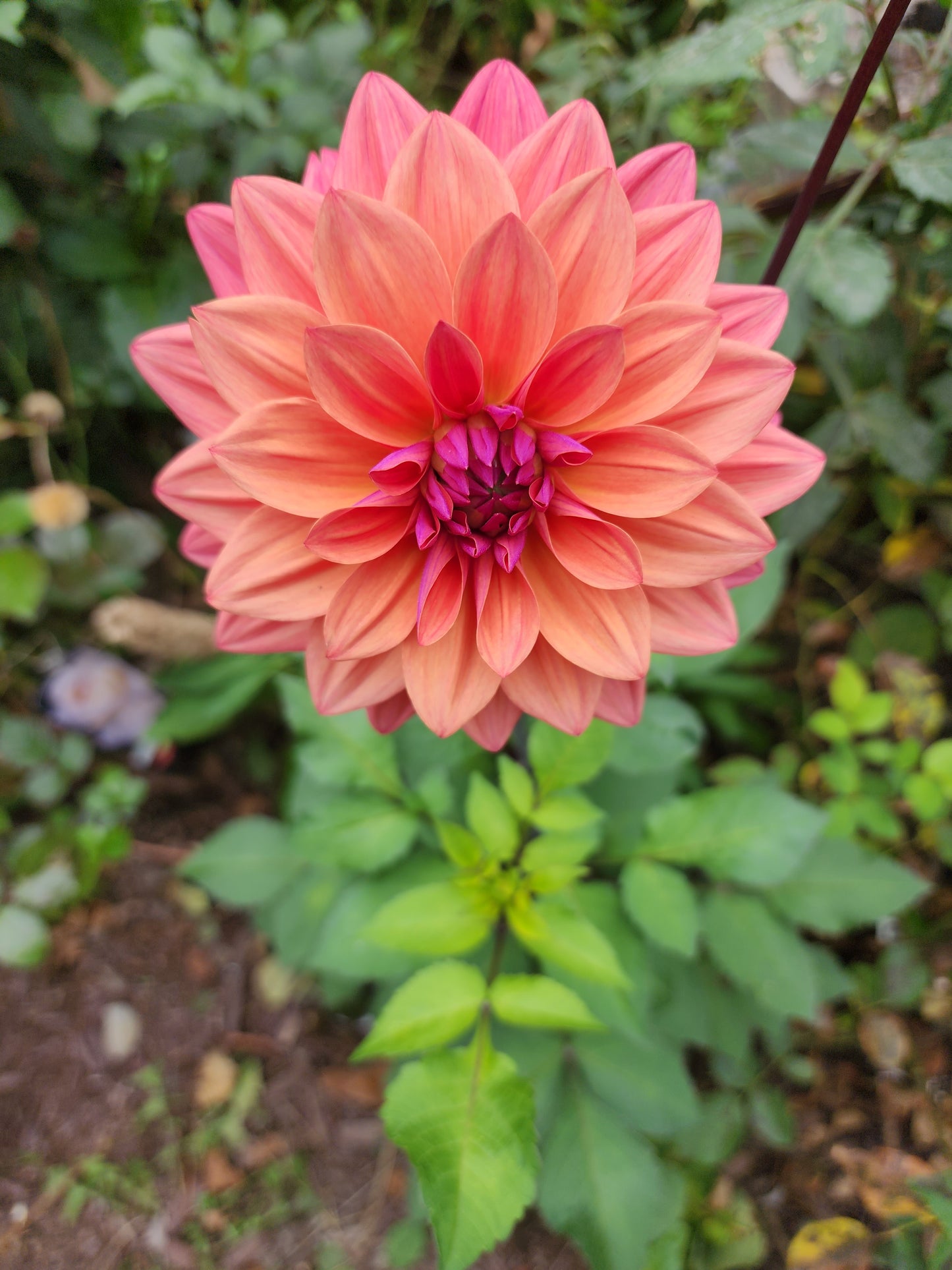 American Dawn (1 tuber)