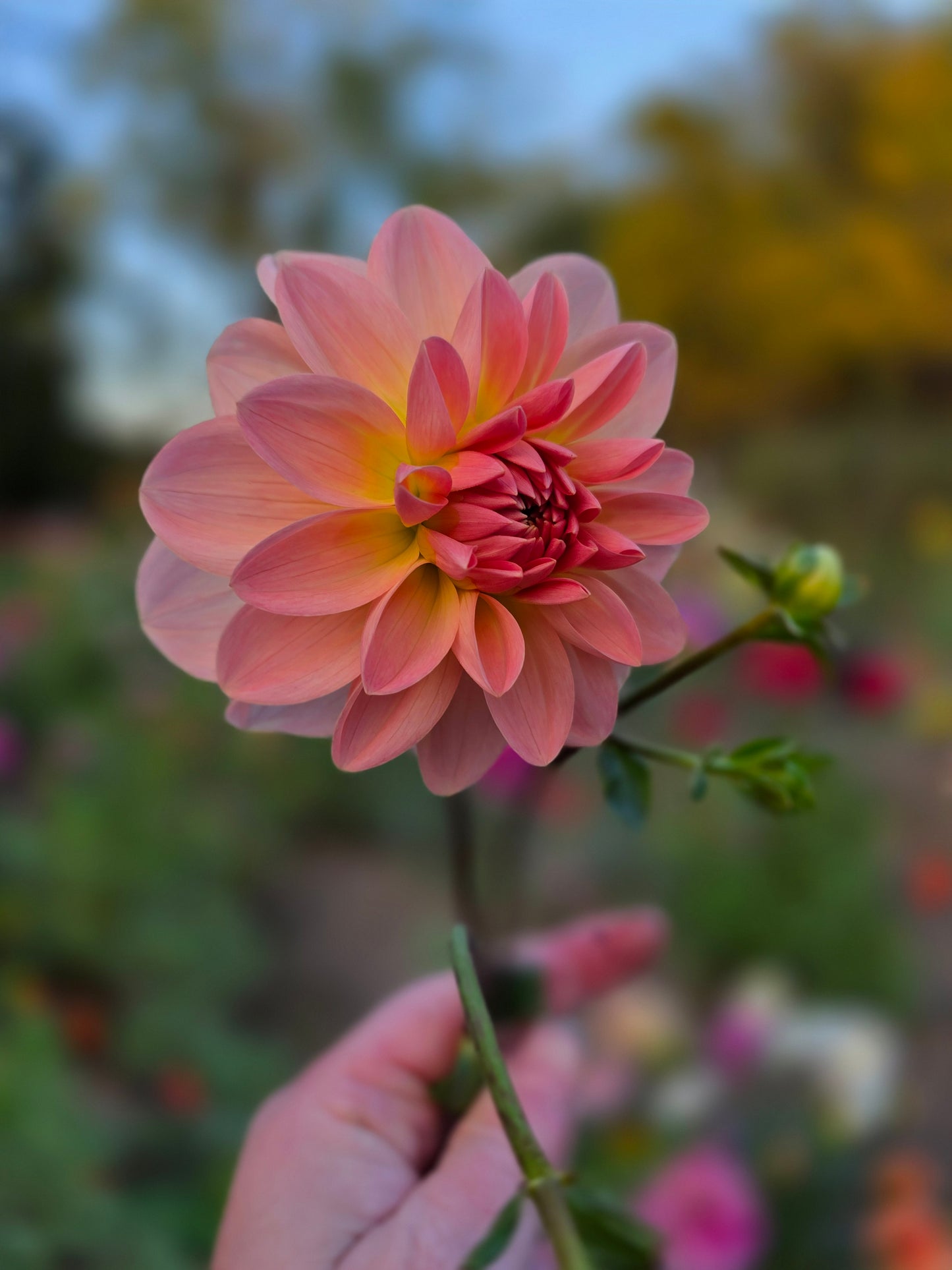 Canada Only Spring Shipped Ankara (1 cutting)