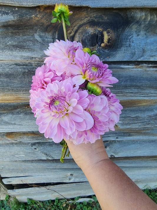 LIMIT ONE Bazuin Lavender Tuber