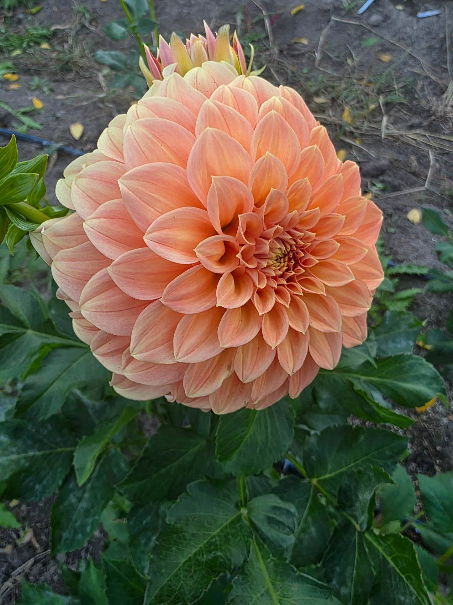 Bracken Palomino (1 Tuber)