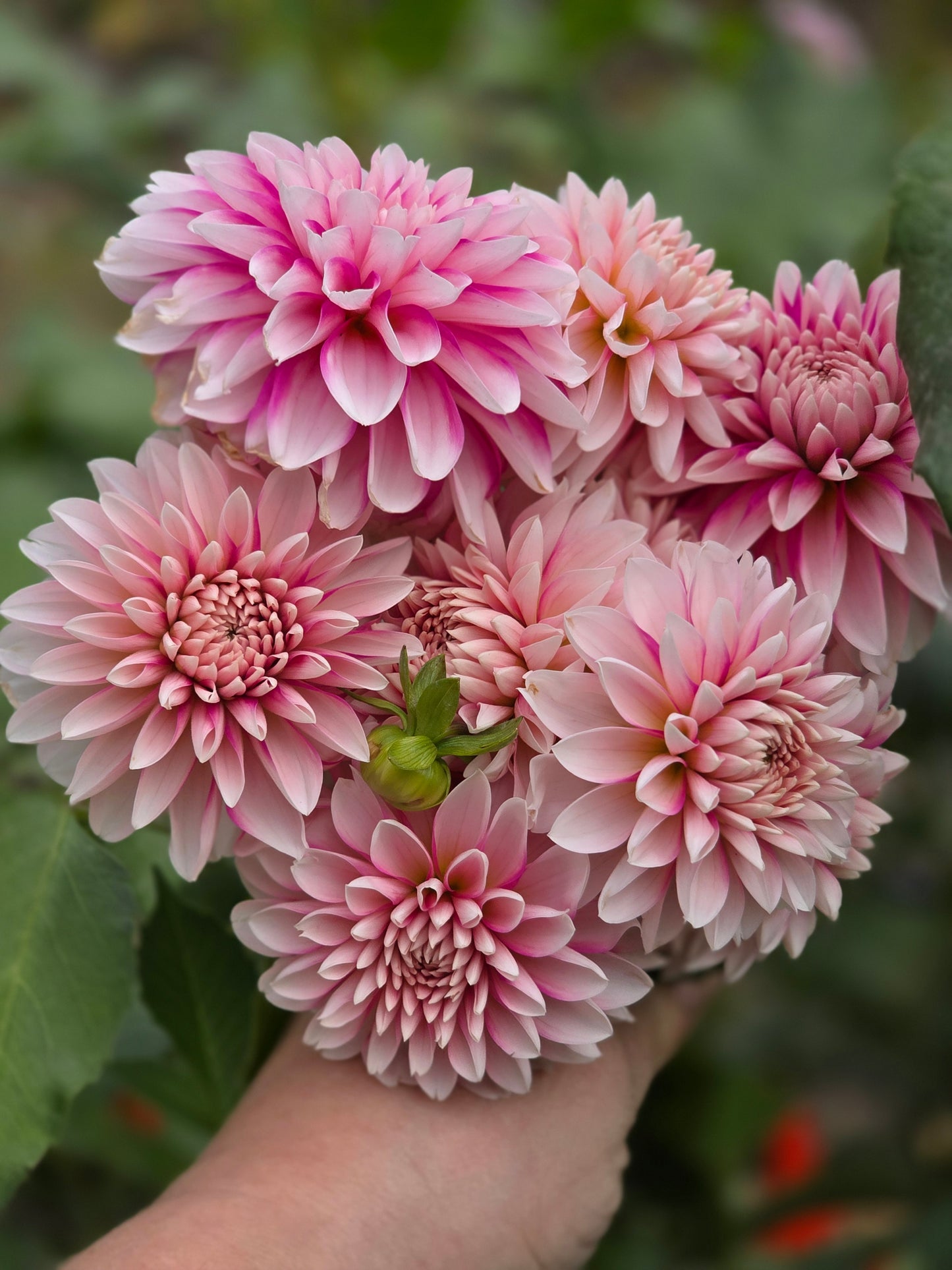 Budapest Blush (1 tuber)