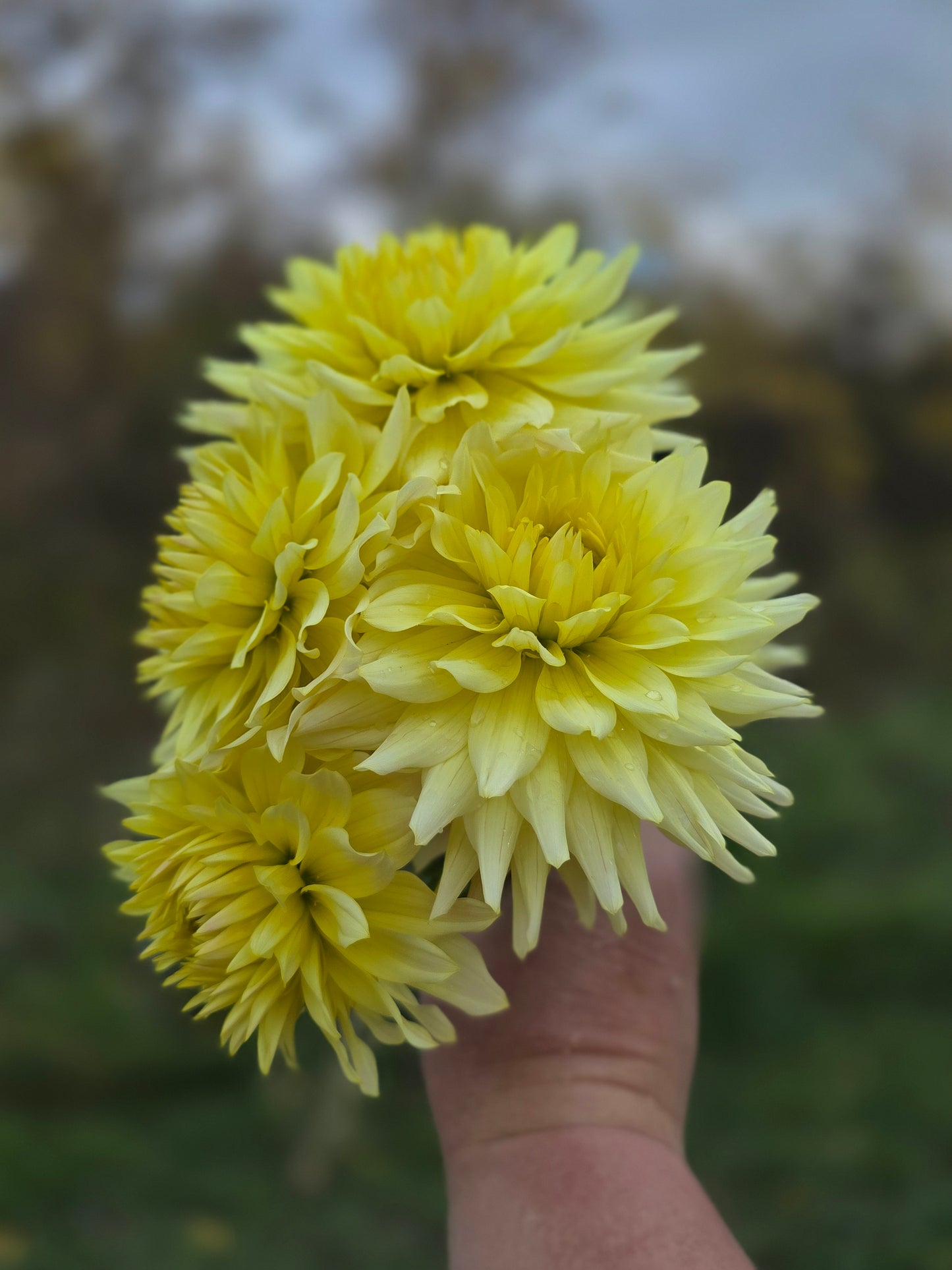 Cable Bay Soft Sunlight (1 tuber)