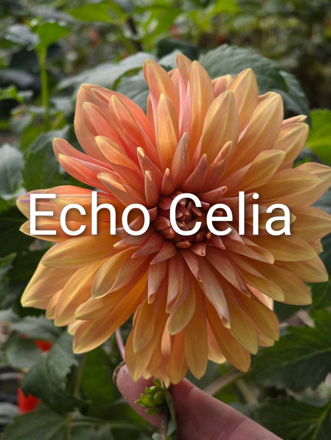 Echo Celia (1 tuber)