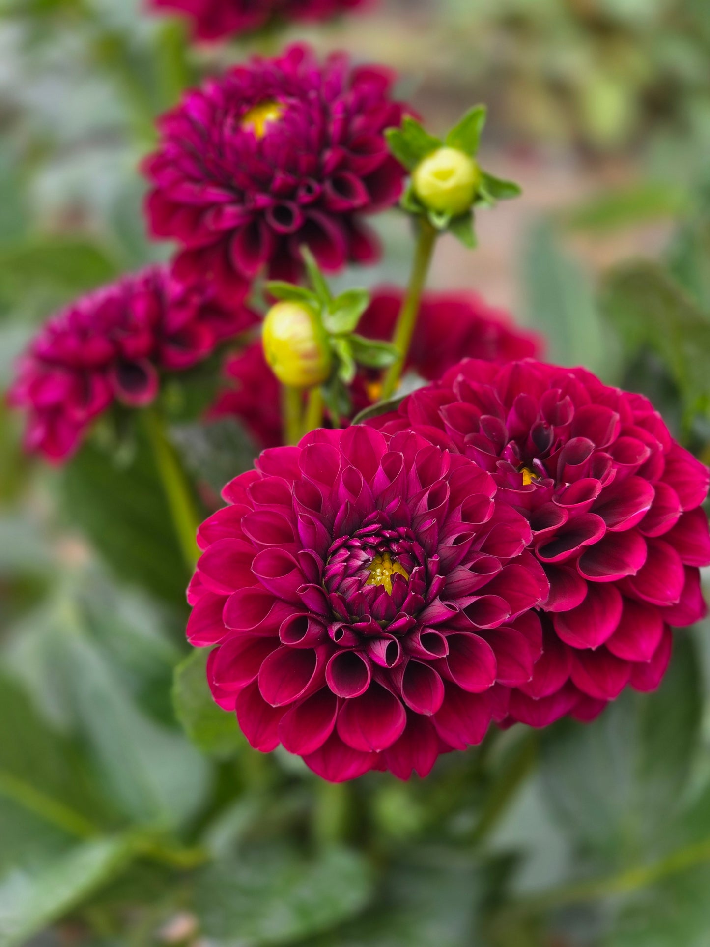 Ferncliff Black Cherry π¨π¦ (1 tuber)