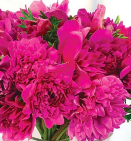 Fullstar Pink Anemone