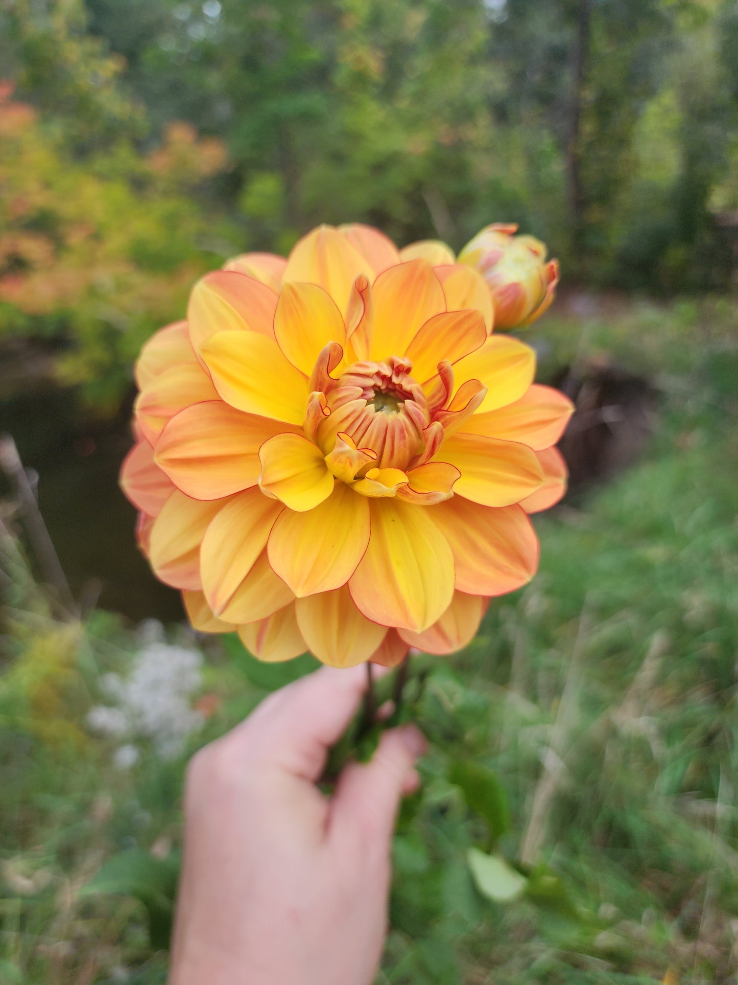 Grandma's Hug (1 tuber)