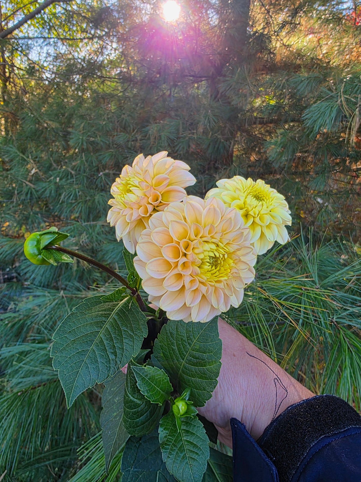 Canada Only Spring Shipped Hapet Cheddar (1 cutting)