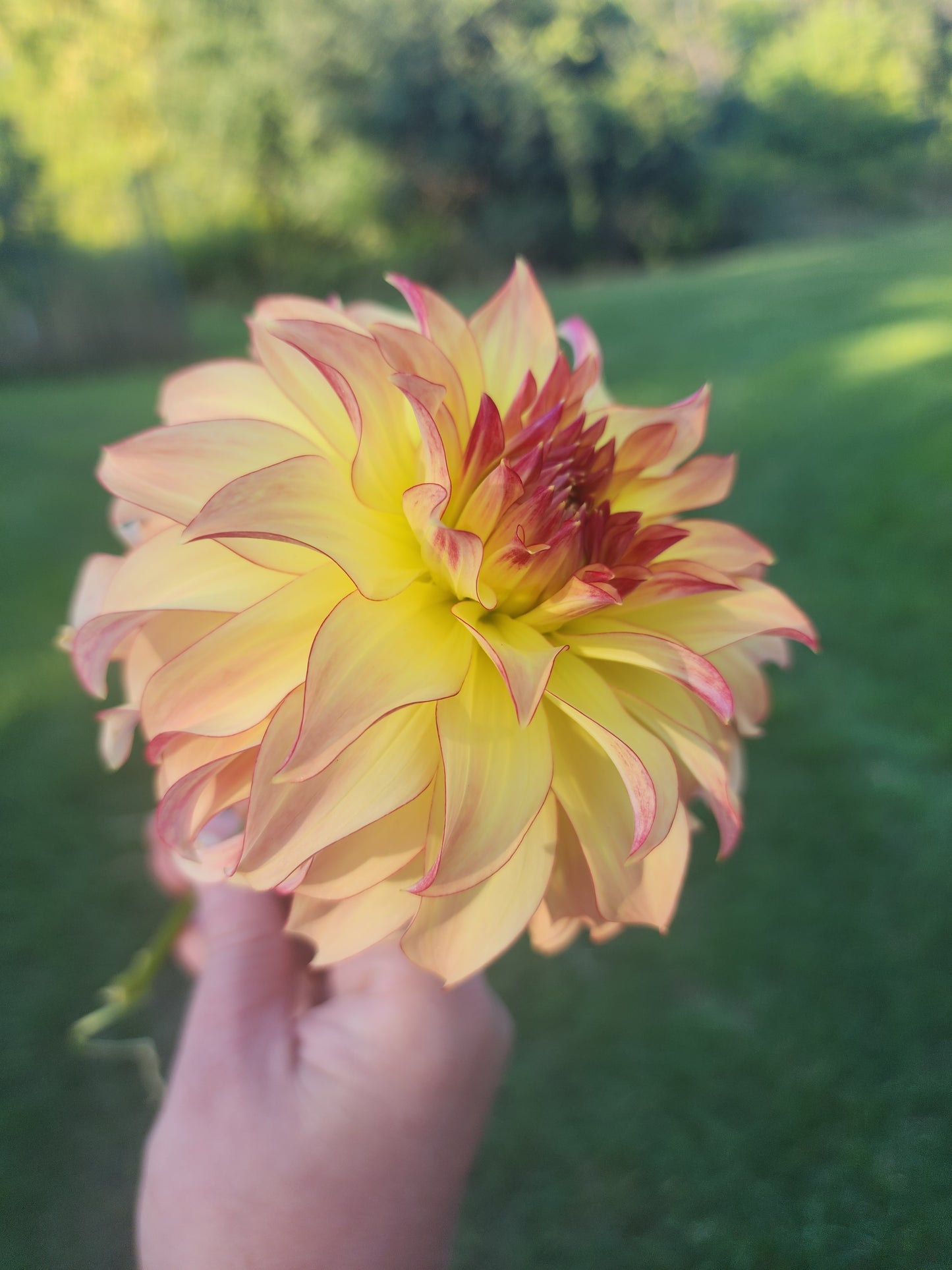 Hapet Poesi (1 tuber)