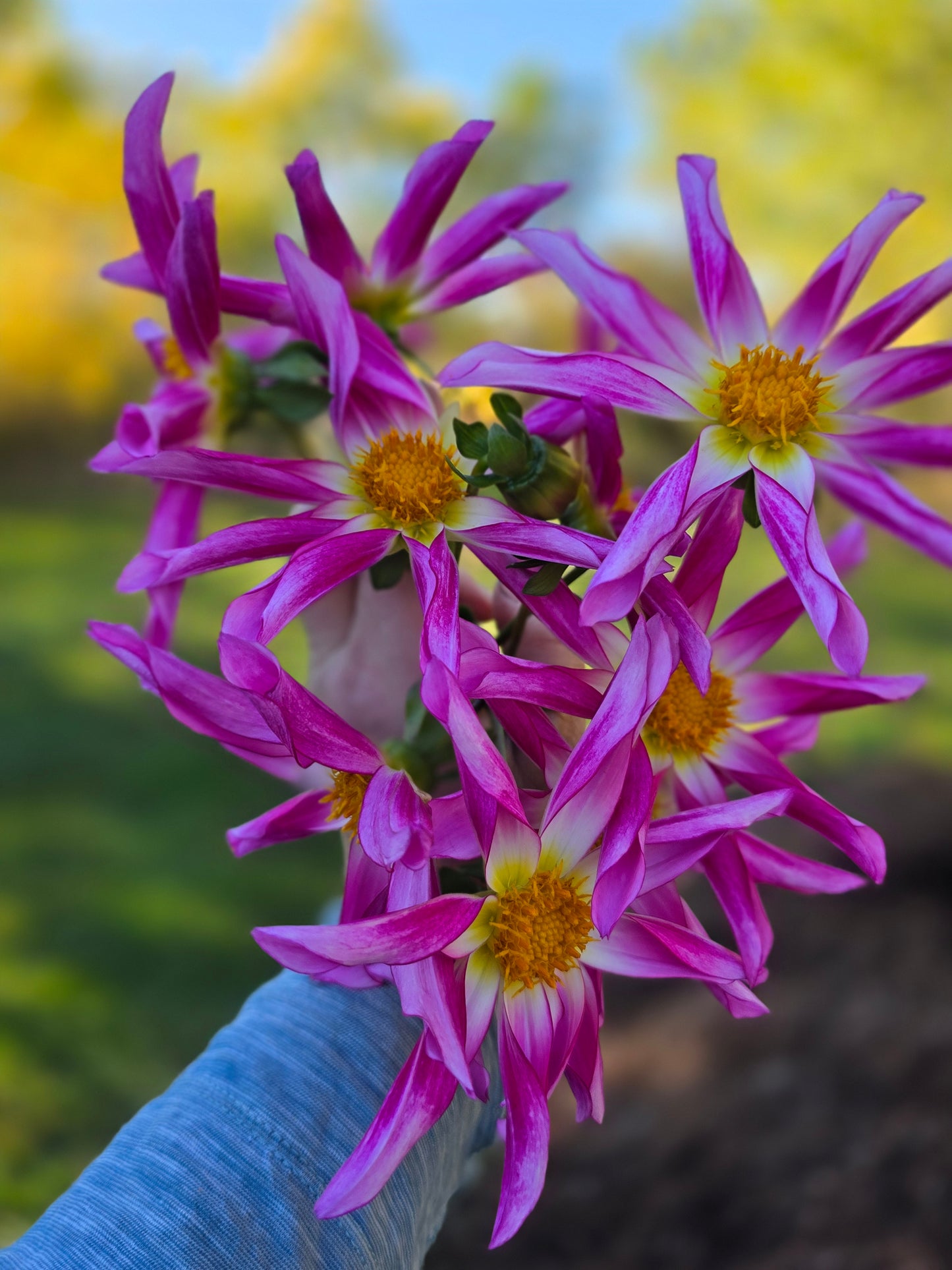 Honka Pink (1 tuber)