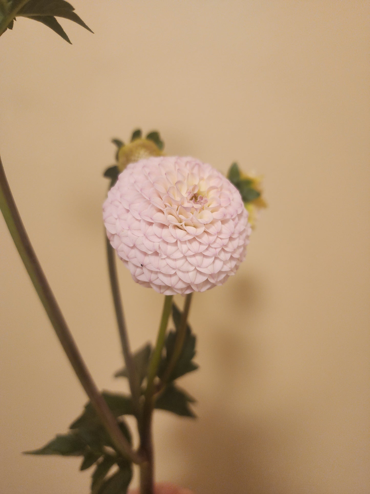 Canada Only Spring Shipped Irish Pinky (1 cutting)