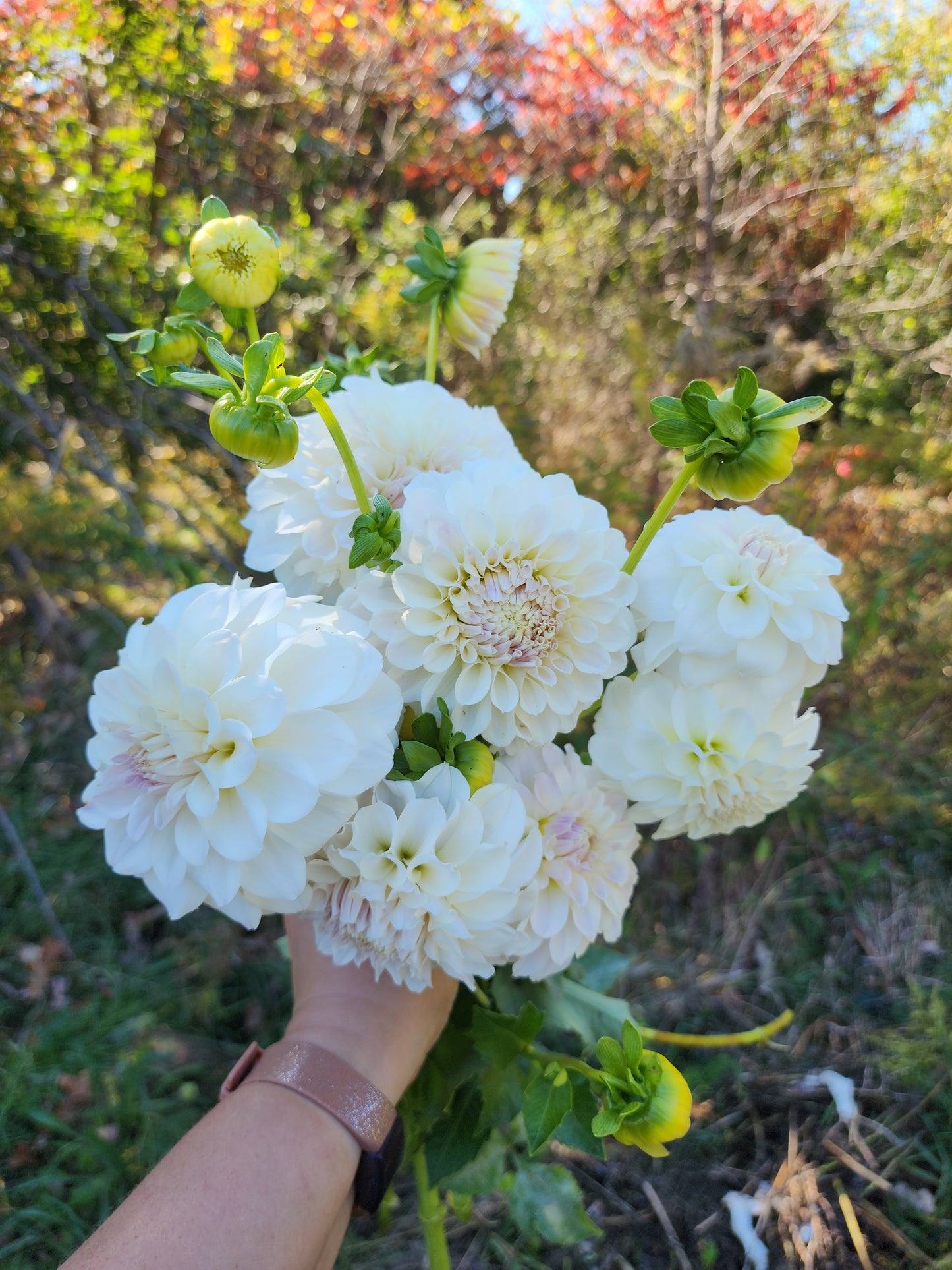 Irish Ruffles (1 tuber)