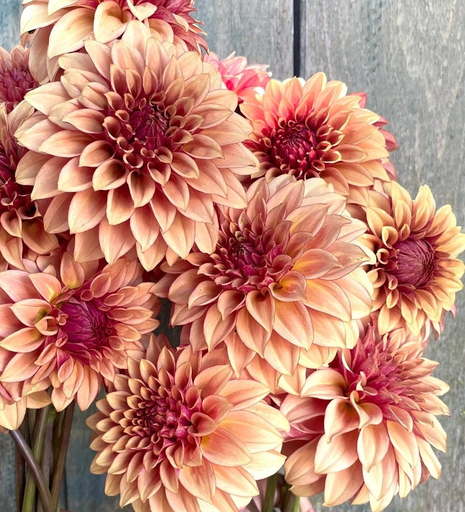 Canada Only Spring Shipped KA'S® Creme Brulee (1 cutting)