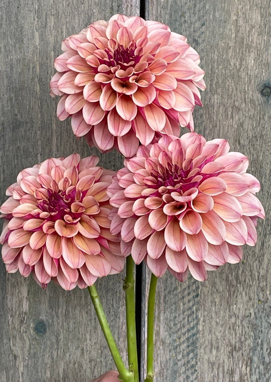 Canada Only Spring Shipped KA'S® Rhubarb (1 cutting)