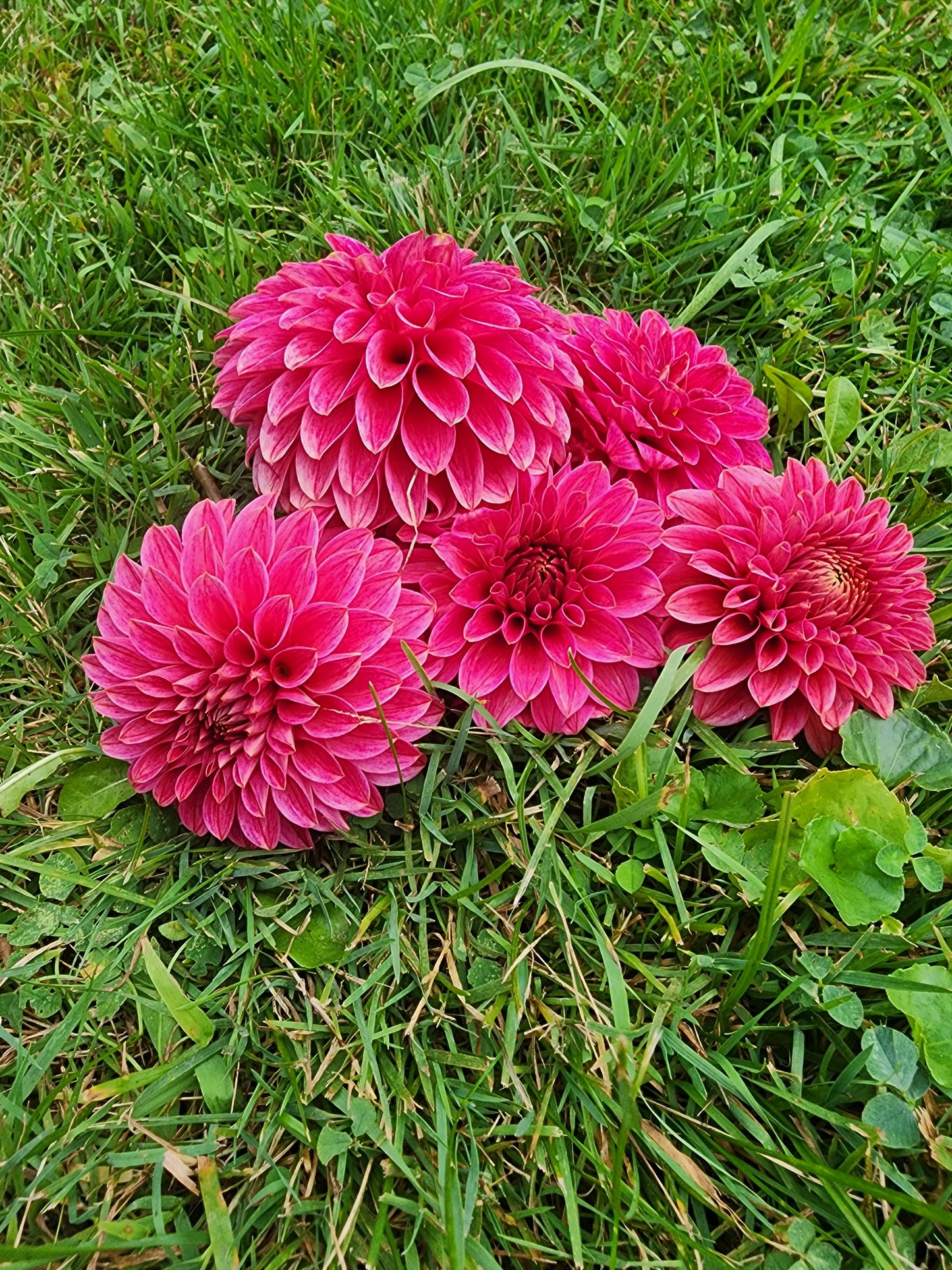 KA'S® Rosie Jo (1 tuber)