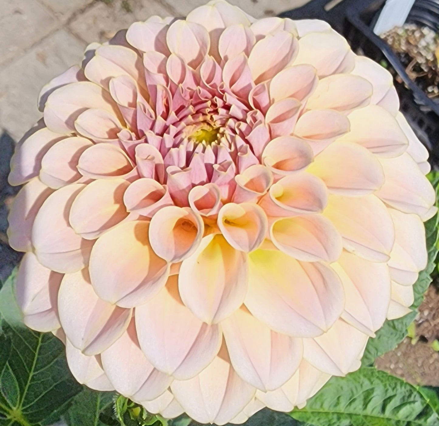 Toronto PICK UP ONLY KA's® Cinder Rose (1 cutting)