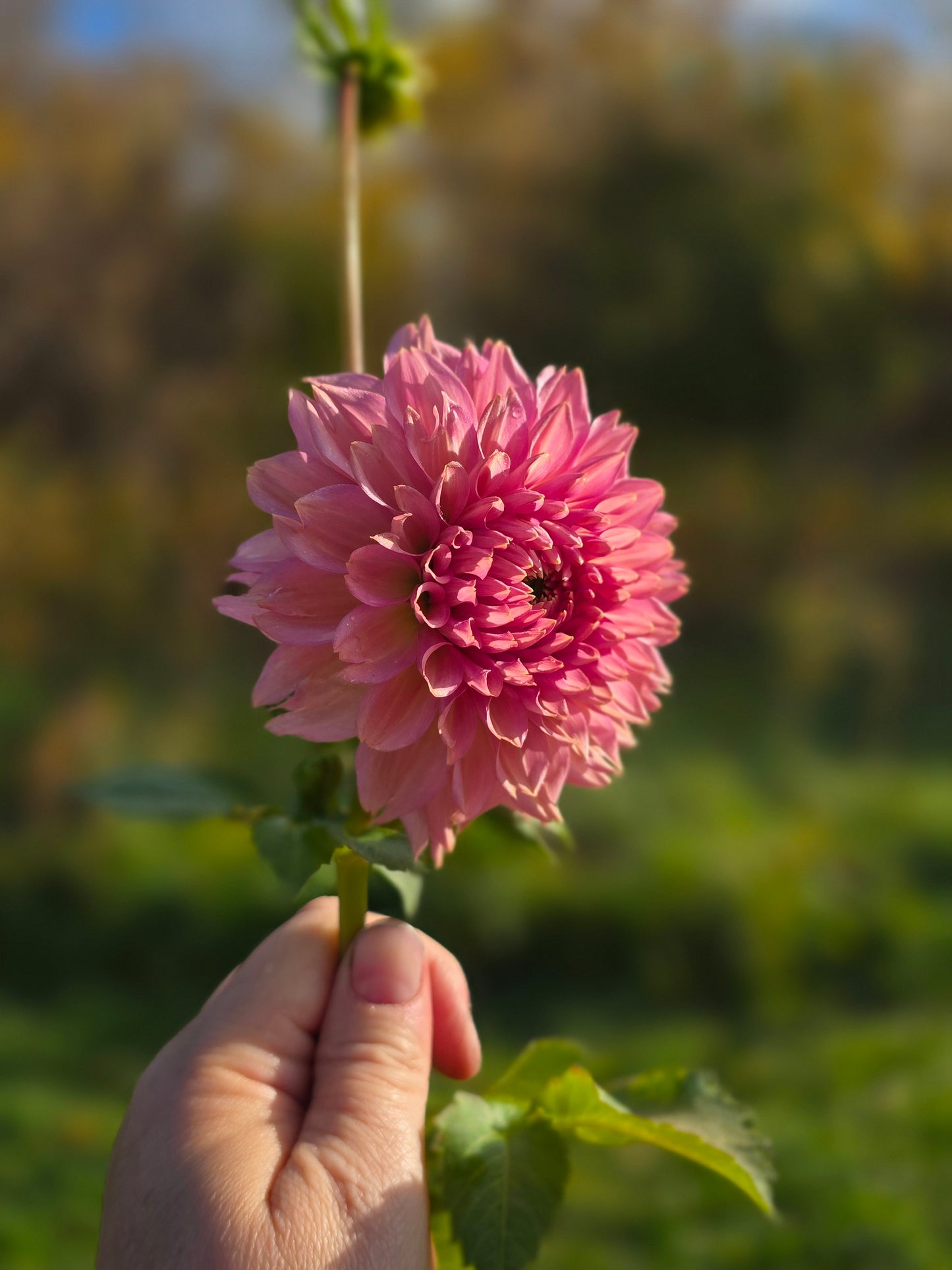 La Belle Epoque (1 Tuber)