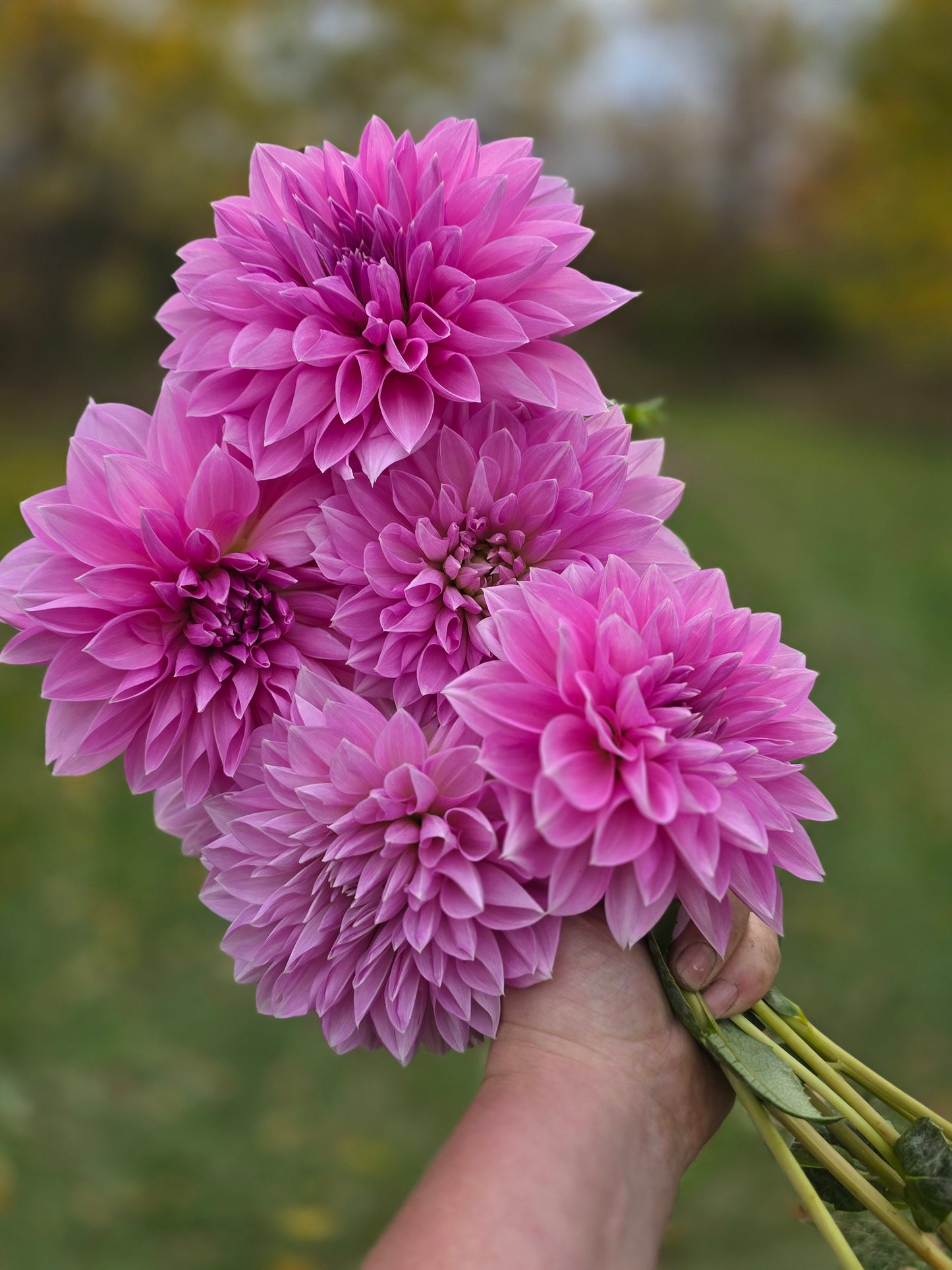 Lavender Perfection (1 tuber)