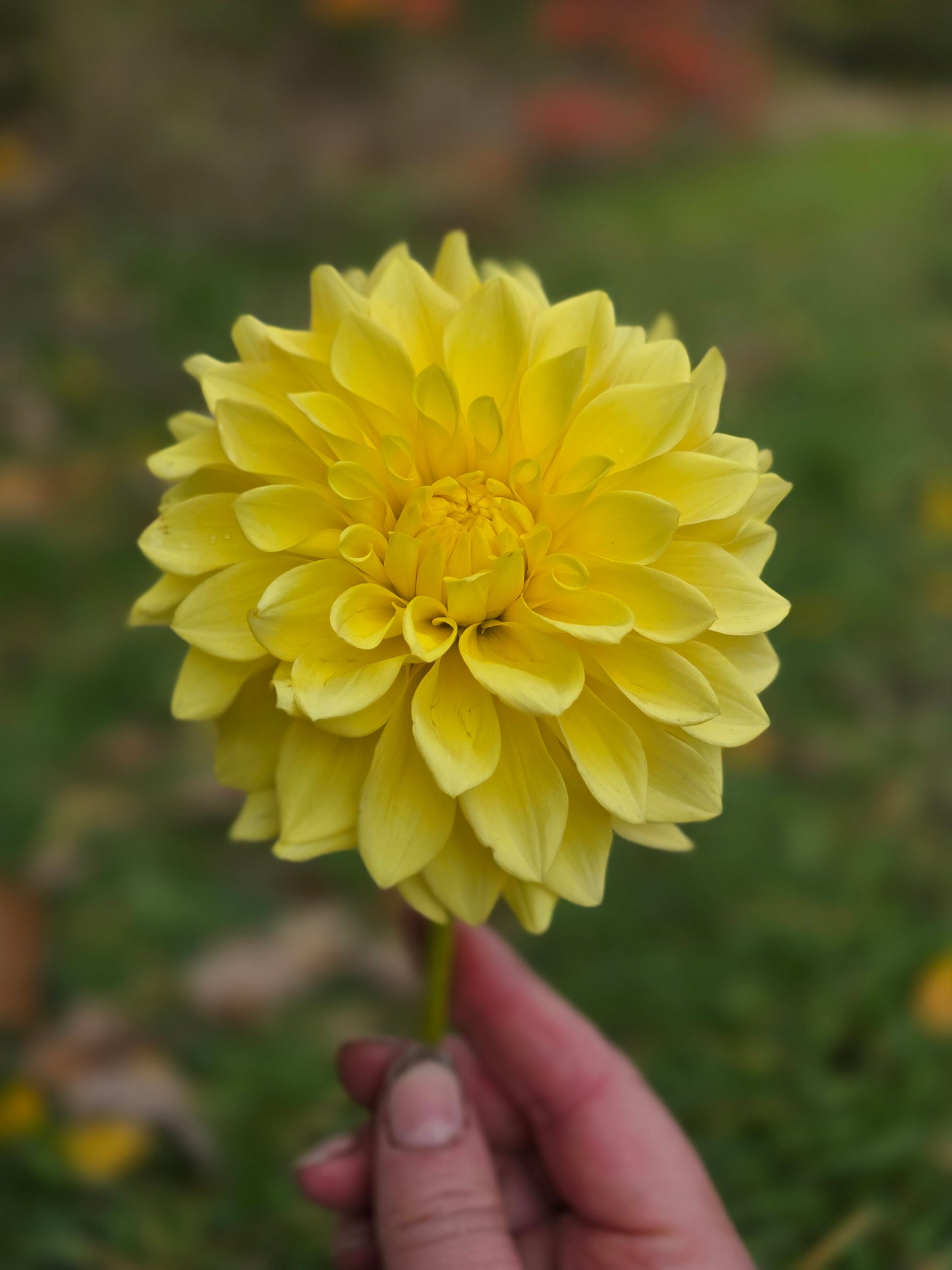 Lee's Golden Ruffle (1 tuber)