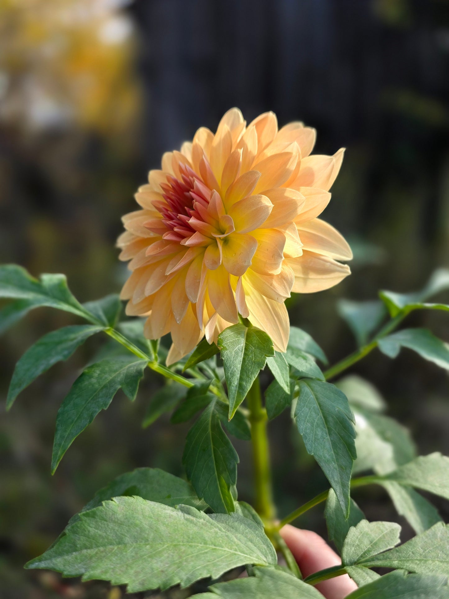 Lee's Sweet Corn Princess (1 tuber)