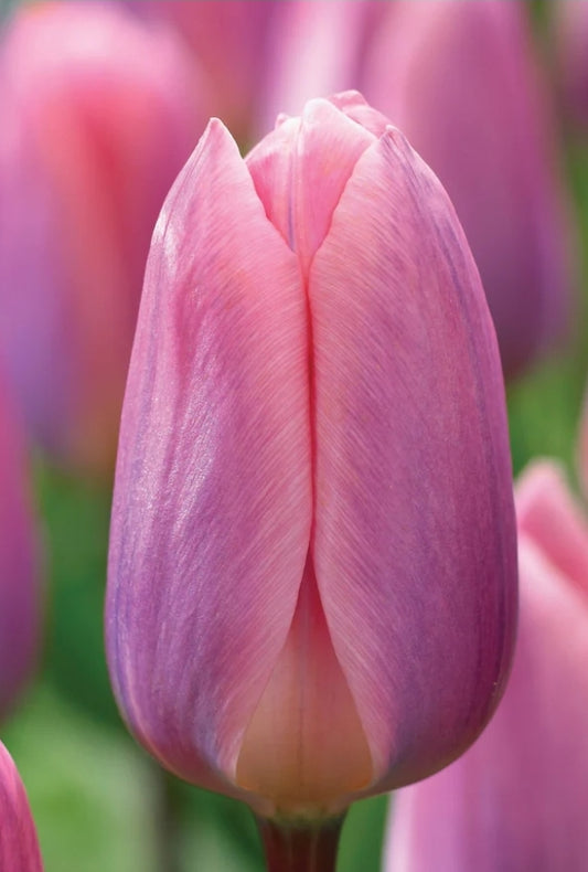 Light and Dreamy Darwin Tulips