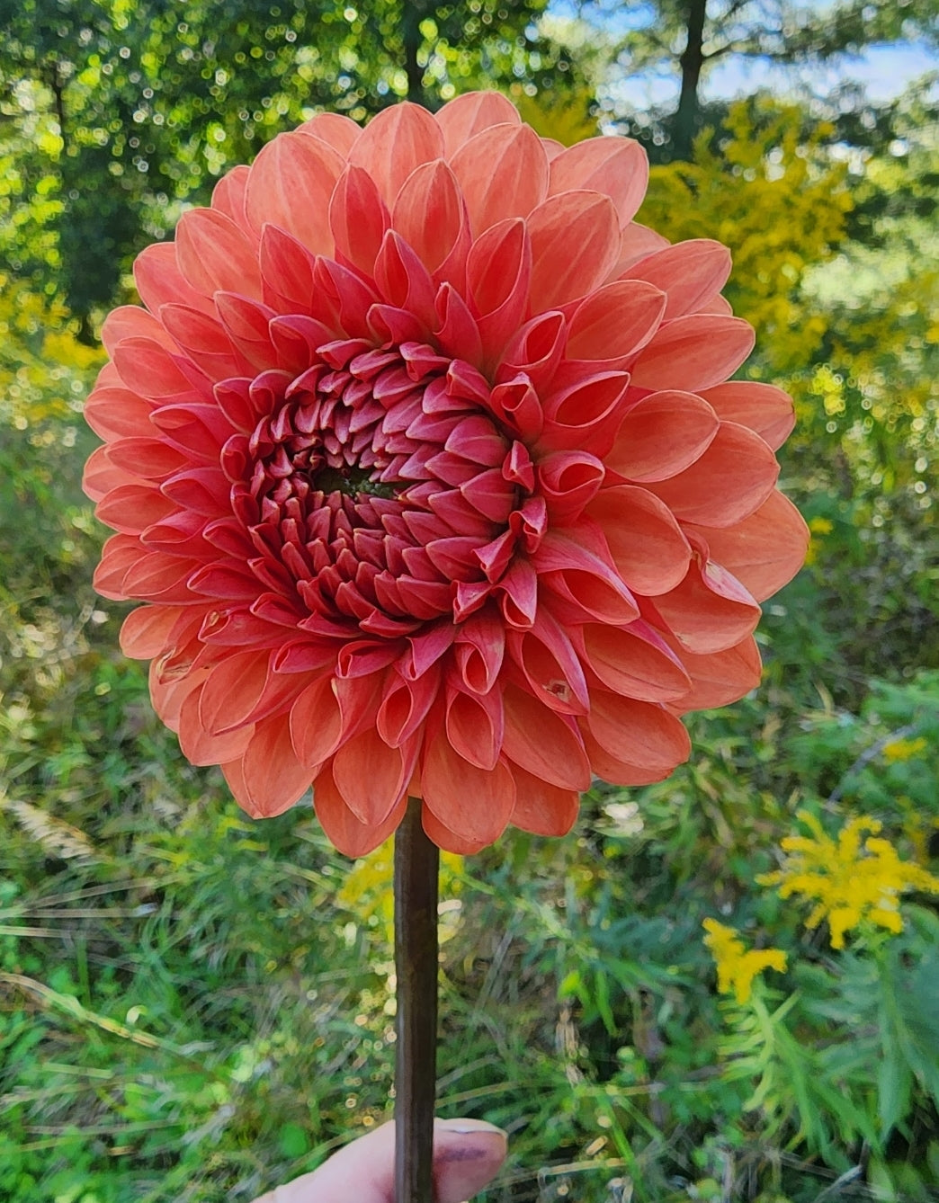 Orange Favourite (1 tuber)