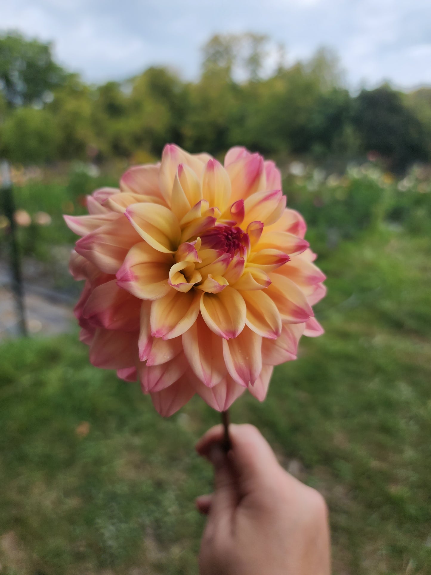 Princesse Elisabeth (1 tuber)