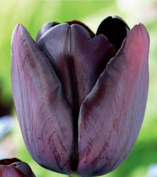 Queen of the Night Historic Tulips