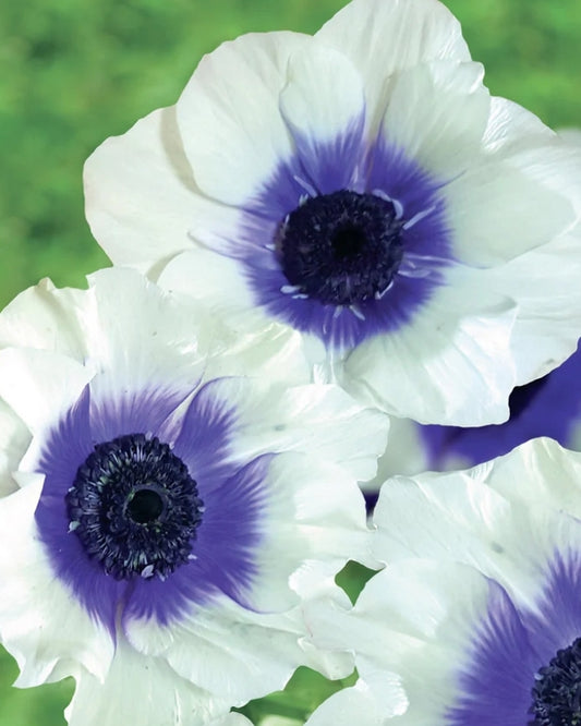 Rainbow Blueberry Anemone