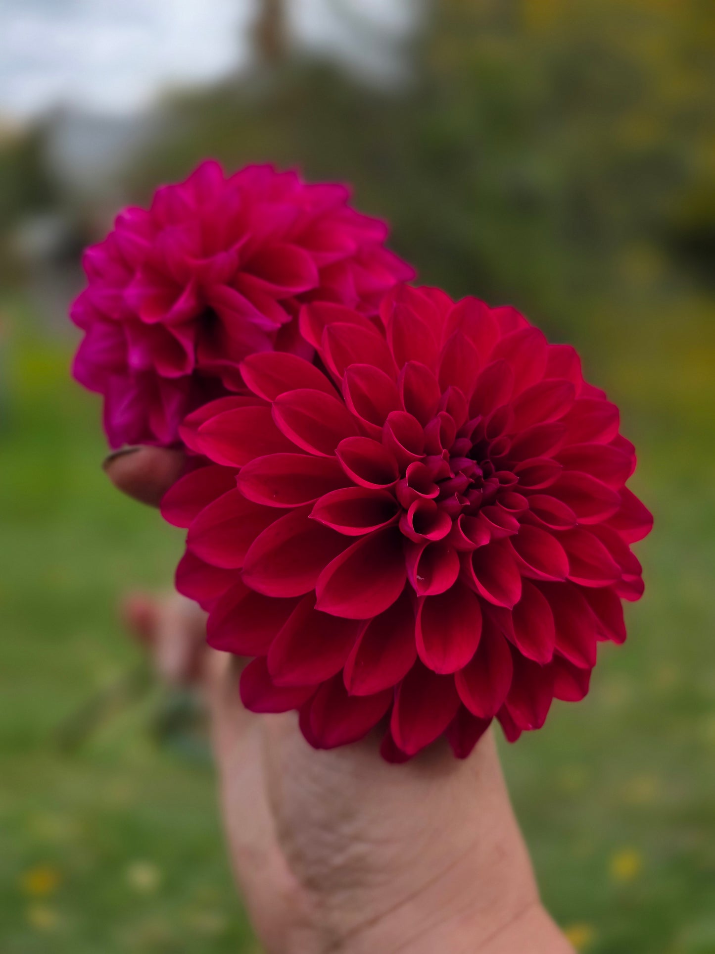 Randy Crawford (1 Tuber)