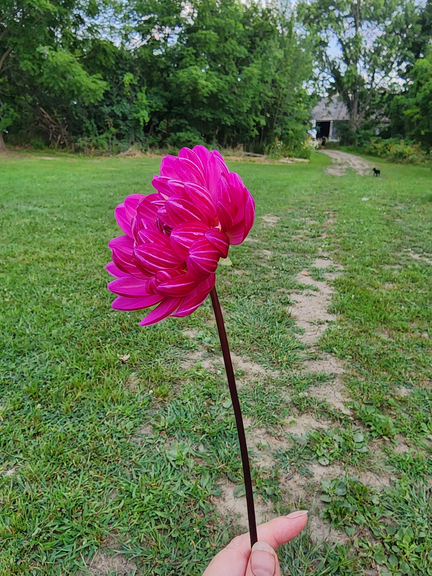 Toronto PICK UP ONLY Sandia Lillian (1 cutting)