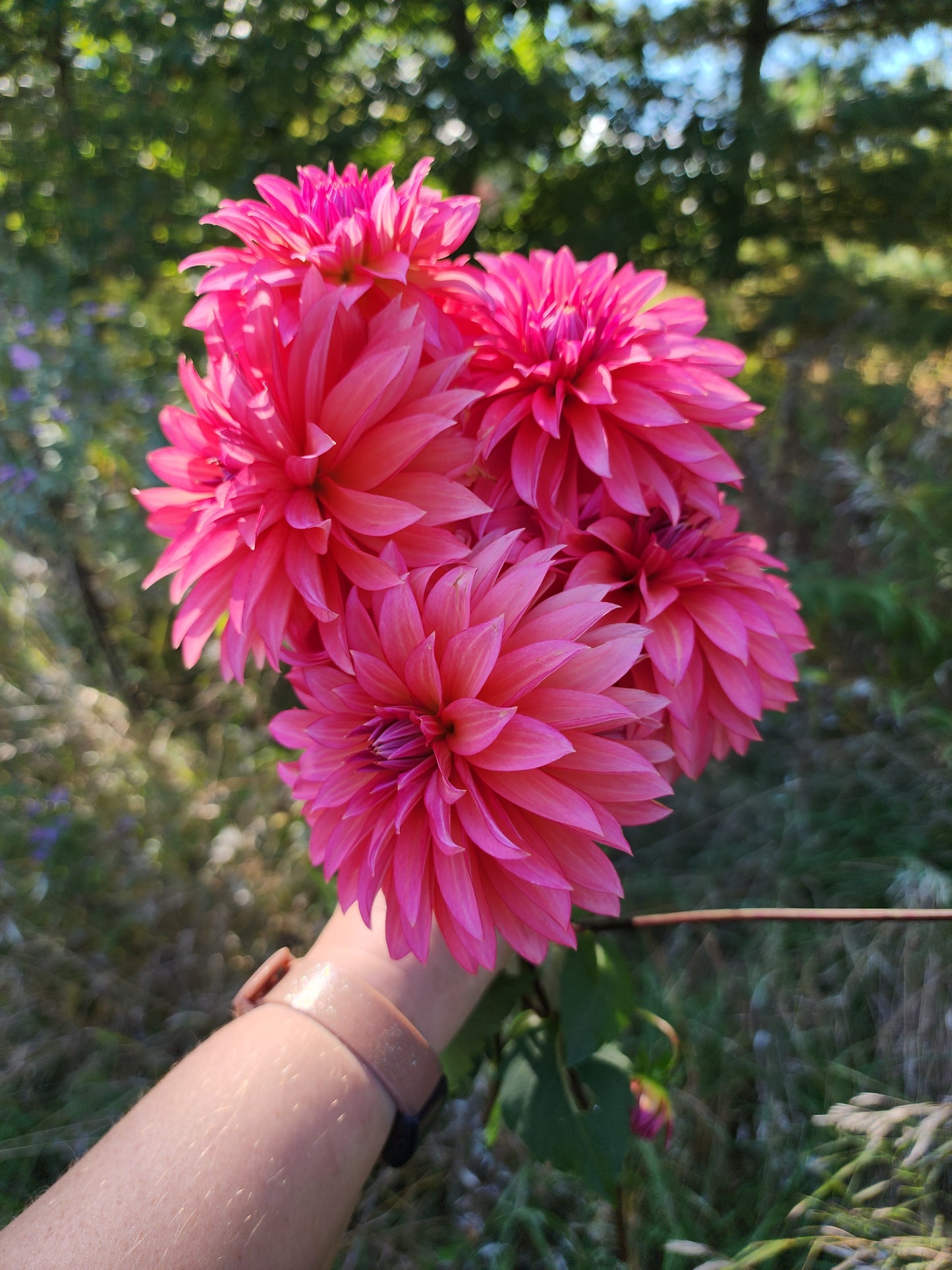Toronto PICK UP ONLY Sandia Ruthie (1 cutting)