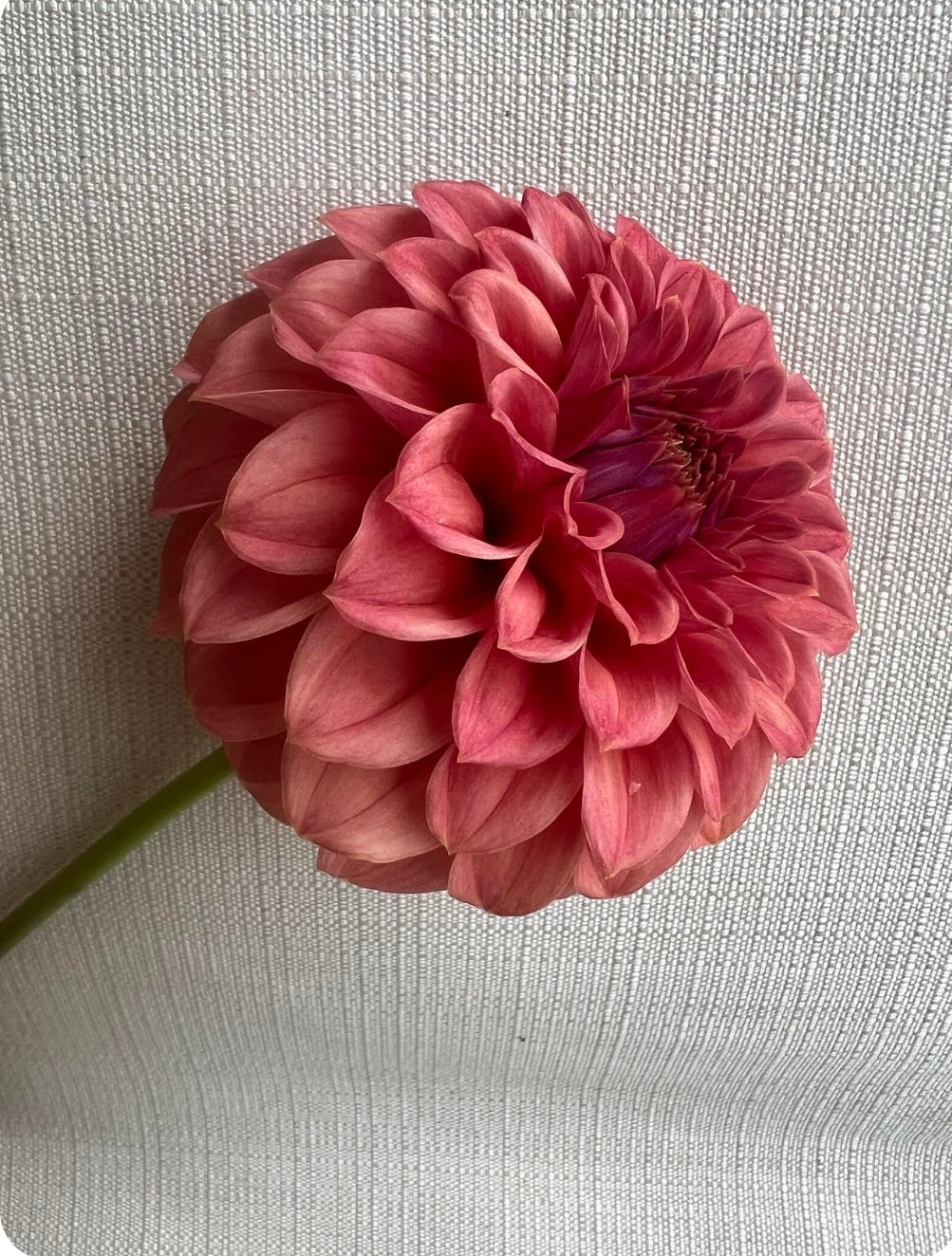 KA's® Keltie Rose (1 tuber)